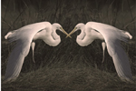 2 white egrets